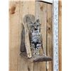 Image 6 : Juvenile Bobcat Full Body Taxidermy Mount