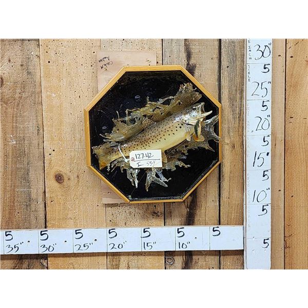 Brown Trout Jumping Real Skin Fish Taxidermy