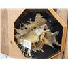 Image 3 : Brown Trout Jumping Real Skin Fish Taxidermy