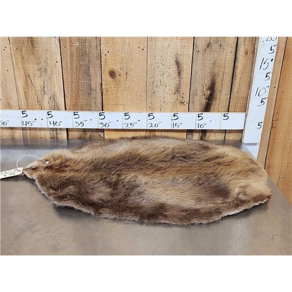 Big Beaver Soft Tanned Fur Taxidermy