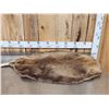 Image 1 : Big Beaver Soft Tanned Fur Taxidermy