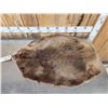 Image 2 : Big Beaver Soft Tanned Fur Taxidermy