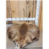 Image 3 : Big Beaver Soft Tanned Fur Taxidermy