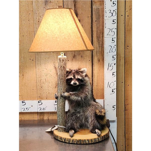 Raccoon Lamp Full Body Taxidermy Mount