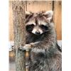 Image 2 : Raccoon Lamp Full Body Taxidermy Mount