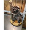 Image 3 : Raccoon Lamp Full Body Taxidermy Mount