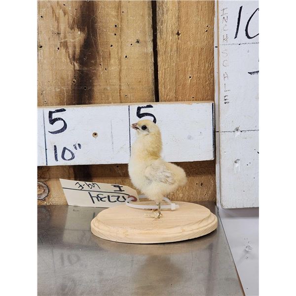 Baby Chicken Full Body Bird Taxidermy