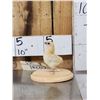 Image 1 : Baby Chicken Full Body Bird Taxidermy