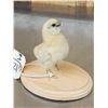Image 3 : Baby Chicken Full Body Bird Taxidermy