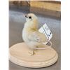 Image 4 : Baby Chicken Full Body Bird Taxidermy