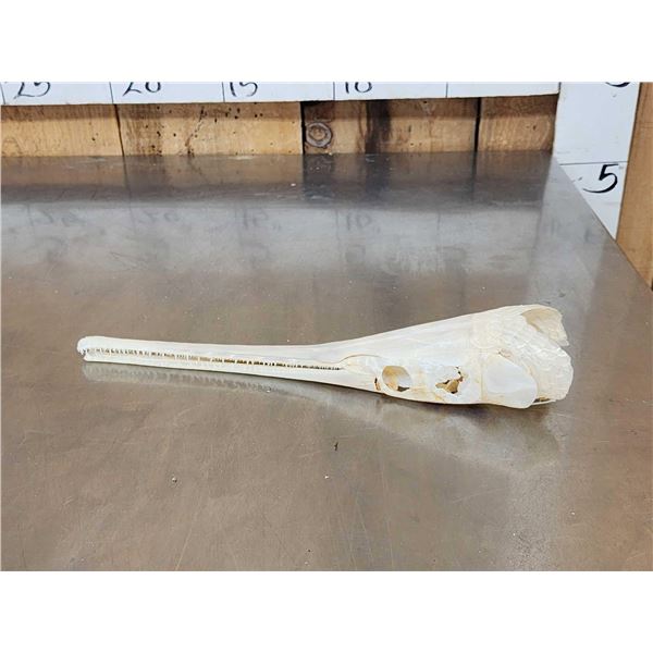 13" Gar Fish Skull Taxidermy