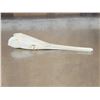 Image 4 : 13" Gar Fish Skull Taxidermy