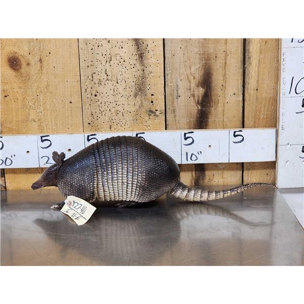 Armadillo Full Body Taxidermy Mount
