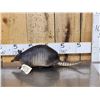 Image 1 : Armadillo Full Body Taxidermy Mount