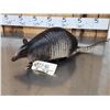 Image 3 : Armadillo Full Body Taxidermy Mount