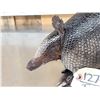 Image 4 : Armadillo Full Body Taxidermy Mount