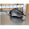 Image 5 : Armadillo Full Body Taxidermy Mount