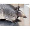 Image 6 : Armadillo Full Body Taxidermy Mount