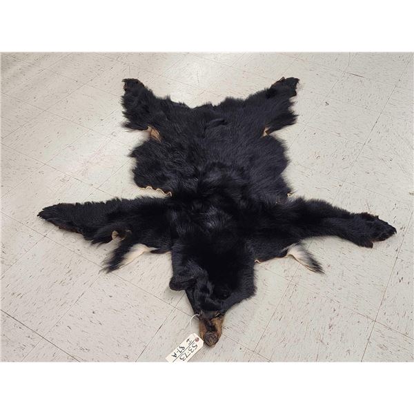 Tanned Black Bear Fur Taxidermy