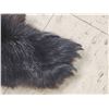 Image 4 : Tanned Black Bear Fur Taxidermy