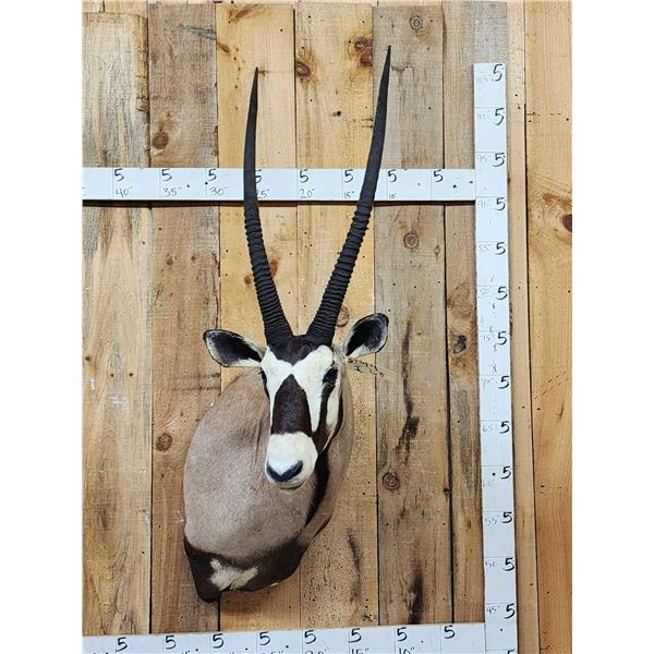 Nice African Gemsbok Shoulder Mount Taxidermy