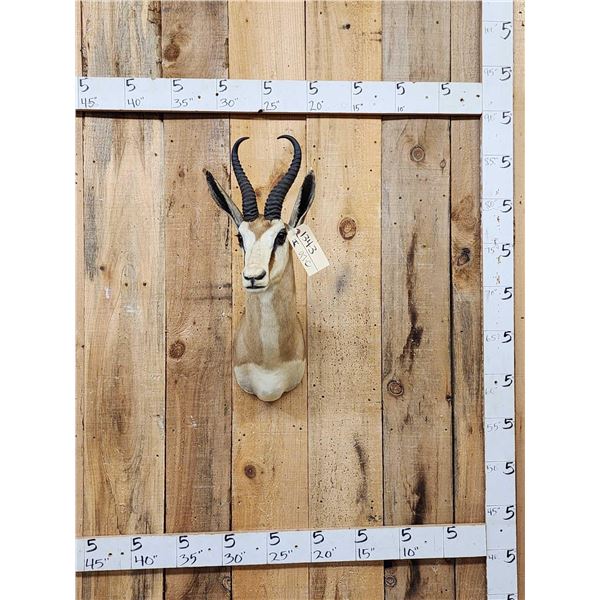 African Springbok Shoulder Mount Taxidermy