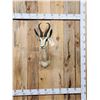 Image 1 : African Springbok Shoulder Mount Taxidermy
