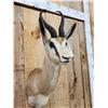 Image 2 : African Springbok Shoulder Mount Taxidermy