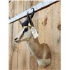 Image 3 : African Springbok Shoulder Mount Taxidermy