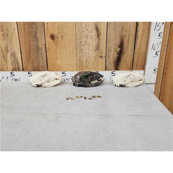 3 Black Bear Skulls &9 Claws Taxidermy