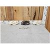 Image 1 : 3 Black Bear Skulls &9 Claws Taxidermy