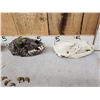 Image 2 : 3 Black Bear Skulls &9 Claws Taxidermy