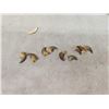 Image 4 : 3 Black Bear Skulls &9 Claws Taxidermy