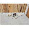 Image 5 : 3 Black Bear Skulls &9 Claws Taxidermy