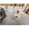 Image 6 : 3 Black Bear Skulls &9 Claws Taxidermy