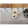 Image 7 : 3 Black Bear Skulls &9 Claws Taxidermy