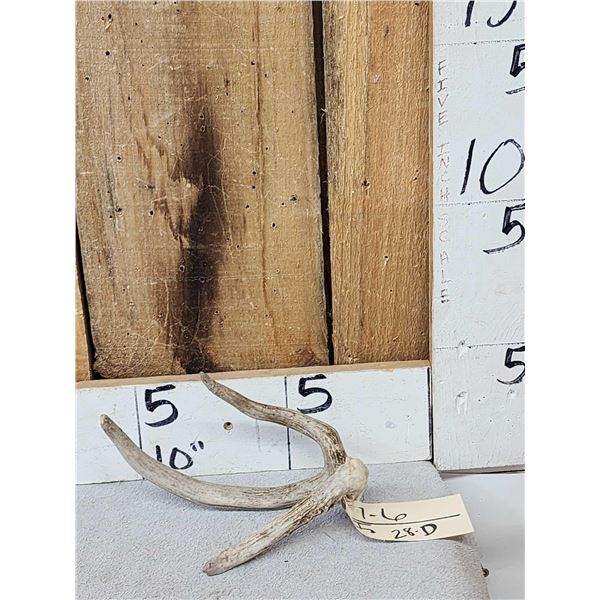 Unique 3 Point Wild Iowa Whitetail Shed Antler