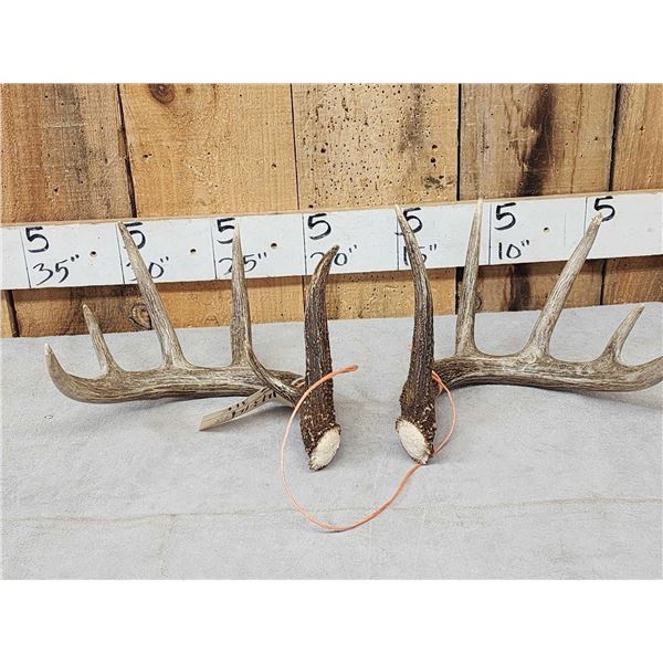 Set Of Main Frame 5x5 Canadian Whitetail Shed Antlers