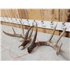 Image 2 : Set Of Main Frame 5x5 Canadian Whitetail Shed Antlers