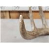 Image 5 : Set Of Main Frame 5x5 Canadian Whitetail Shed Antlers