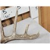Image 6 : Set Of Main Frame 5x5 Canadian Whitetail Shed Antlers