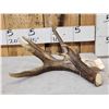 Image 1 : Heavy Mass 82" Canadian Whitetail Shed Antler