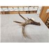 Image 2 : Heavy Mass 82" Canadian Whitetail Shed Antler