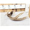 Image 3 : Heavy Mass 82" Canadian Whitetail Shed Antler