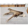Image 4 : Heavy Mass 82" Canadian Whitetail Shed Antler