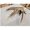 Image 5 : Heavy Mass 82" Canadian Whitetail Shed Antler