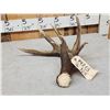 Image 6 : Heavy Mass 82" Canadian Whitetail Shed Antler