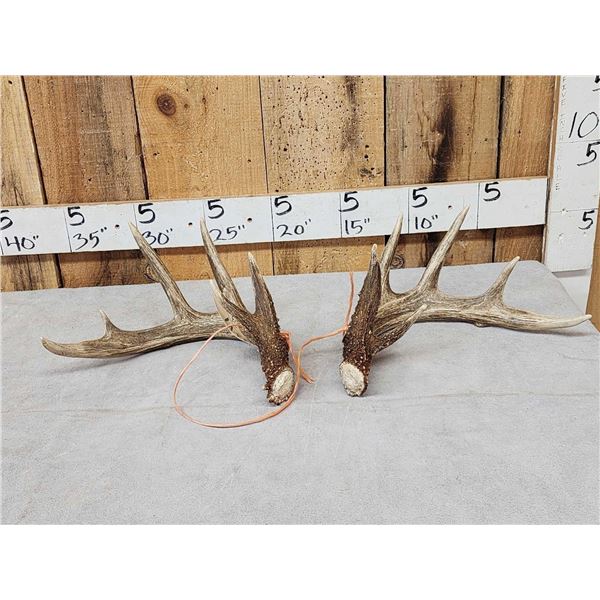 Set Of Main Frame 5x5 Canadian Whitetail Shed Antlers
