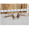 Image 1 : Set Of Main Frame 5x5 Canadian Whitetail Shed Antlers