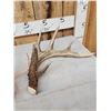 Image 2 : Set Of Main Frame 5x5 Canadian Whitetail Shed Antlers